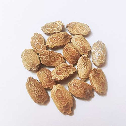 Bitter Gourd - OP Vegetable Seeds